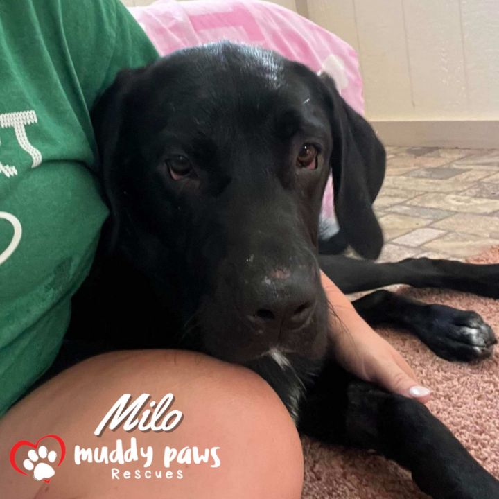 Milo - Adoption Pending 4