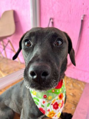 BEAN Labrador Retriever Dog