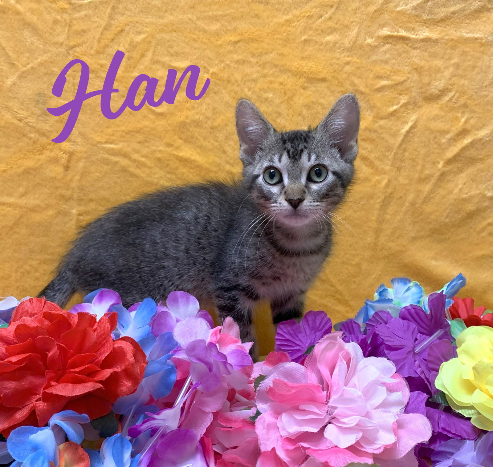 Han #take-charge