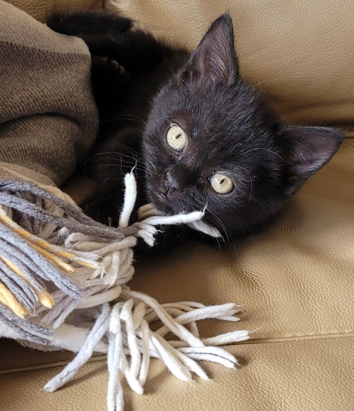 Adeje, an adoptable Domestic Short Hair in Laramie, WY, 82073 | Photo Image 1