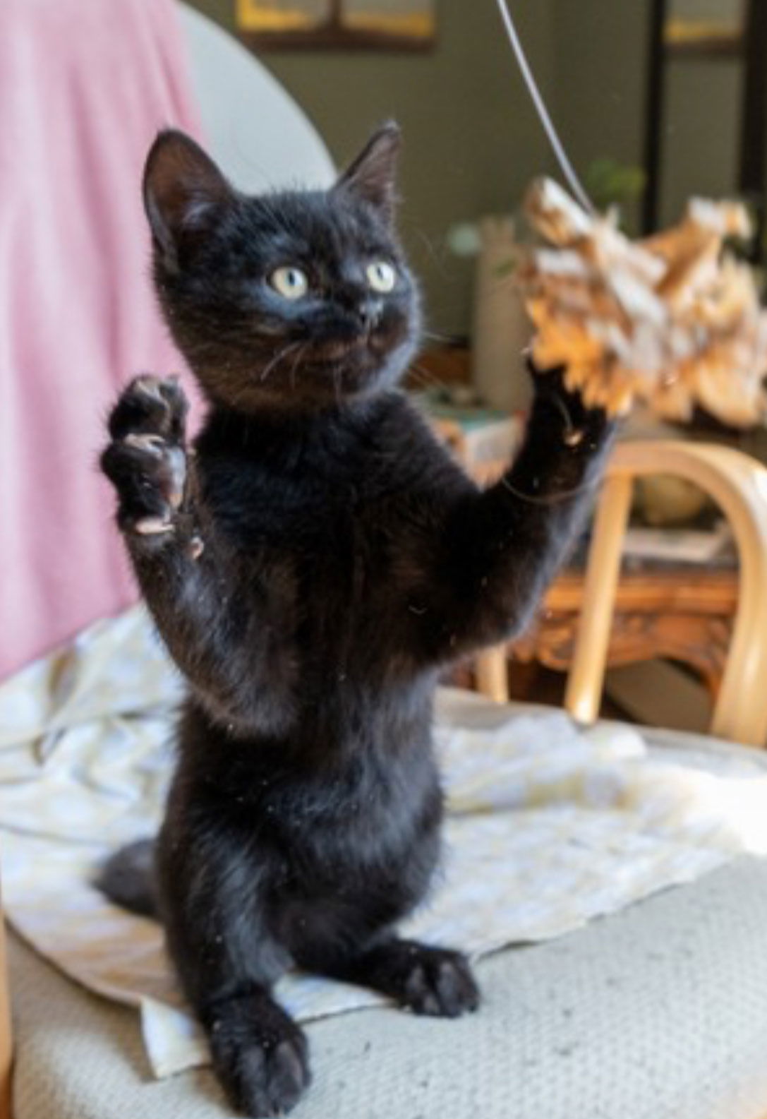 Adeje, an adoptable Domestic Short Hair in Laramie, WY, 82073 | Photo Image 2