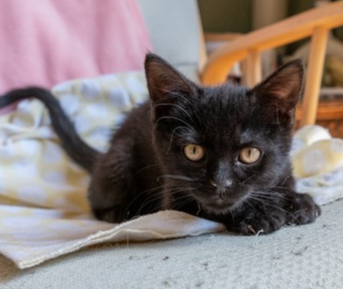 Adeje, an adoptable Domestic Short Hair in Laramie, WY, 82073 | Photo Image 2