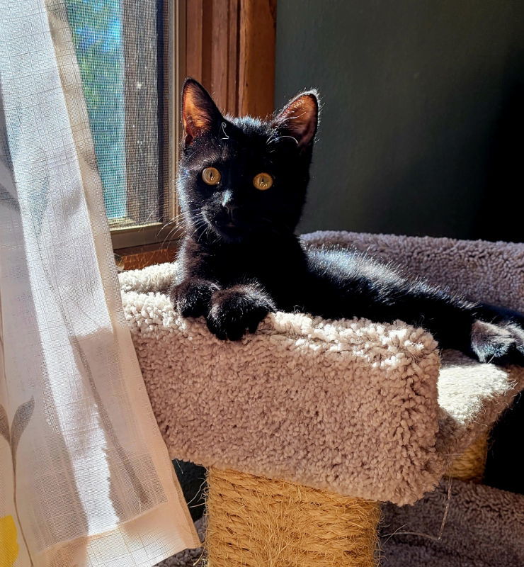 Caleta, an adoptable Domestic Short Hair in Laramie, WY, 82073 | Photo Image 1