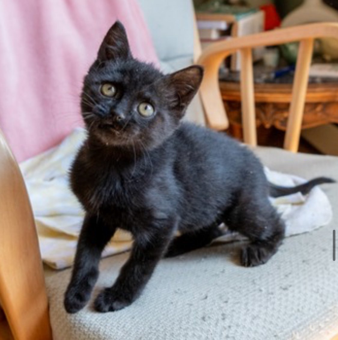 Caleta, an adoptable Domestic Short Hair in Laramie, WY, 82073 | Photo Image 3