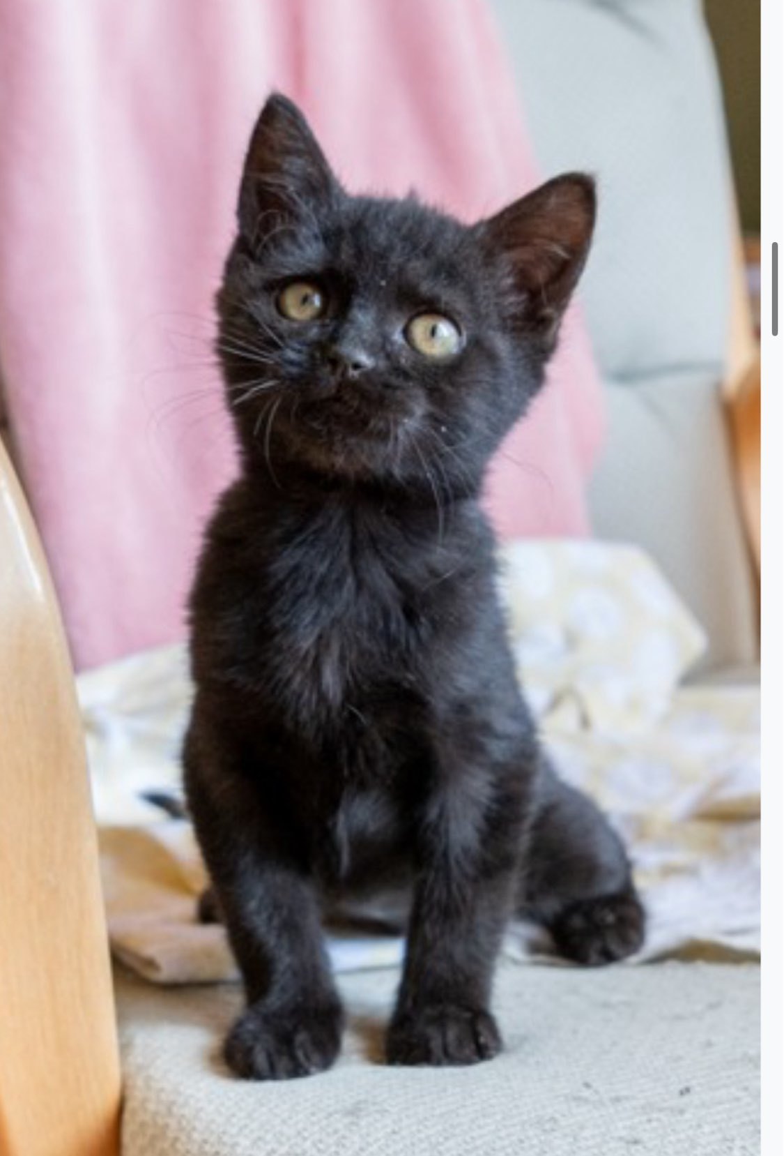 Caleta, an adoptable Domestic Short Hair in Laramie, WY, 82073 | Photo Image 3