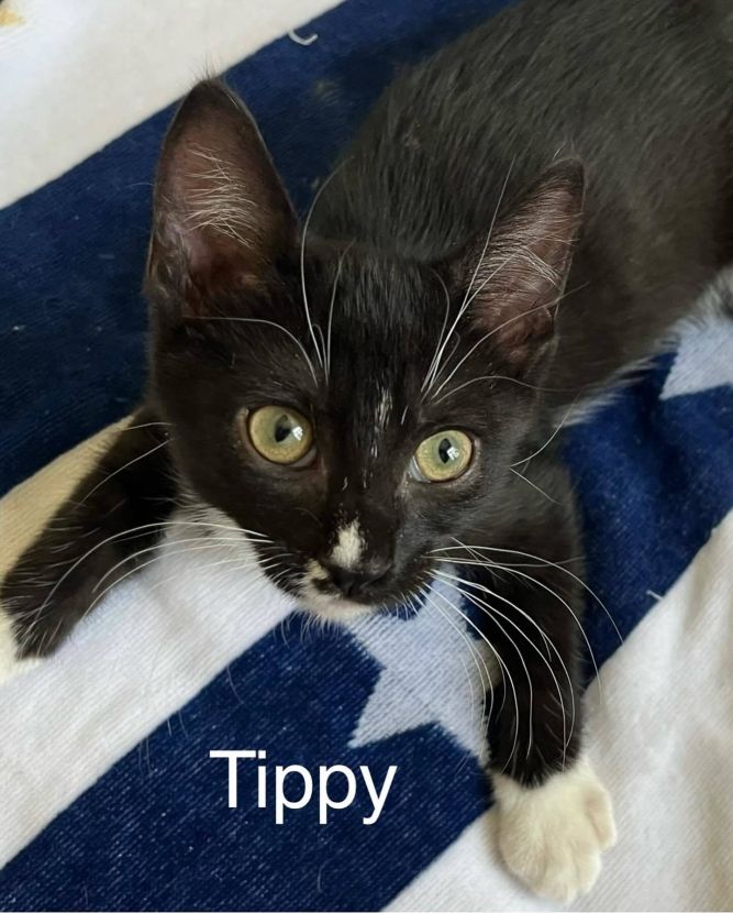 Tippy