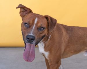 A5628283 Cubano is a Boxer mix who came to the Baldwin Park Animal Care Center on 5252024 This s