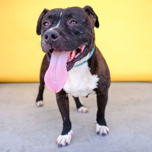 A5629308 Elenor is an incredibly sweet black velvet hippo with the cutest tuxedo coat white socks