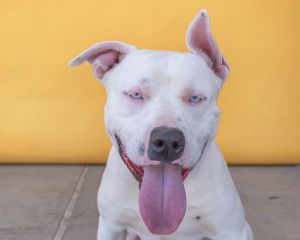 SLUSHY Pit Bull Terrier Dog