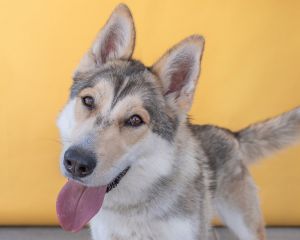 A5628290 Lyla is a stunning Siberian husky mix with the most gorgeous toasted marshmallow coat Thi