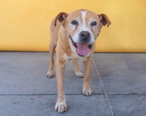 A5633214 Silver is the sweetest old man with a beautiful blonde coat and an adorably frosted face 