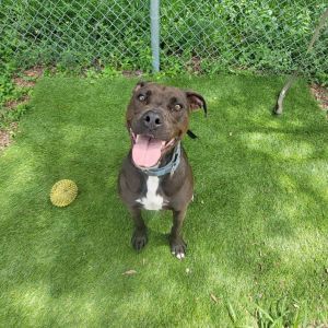 Mango, Adult Female Mixed Breed