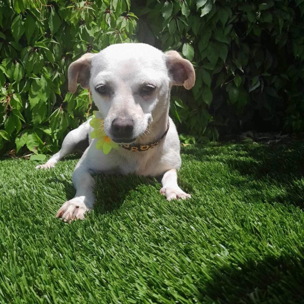 Perla