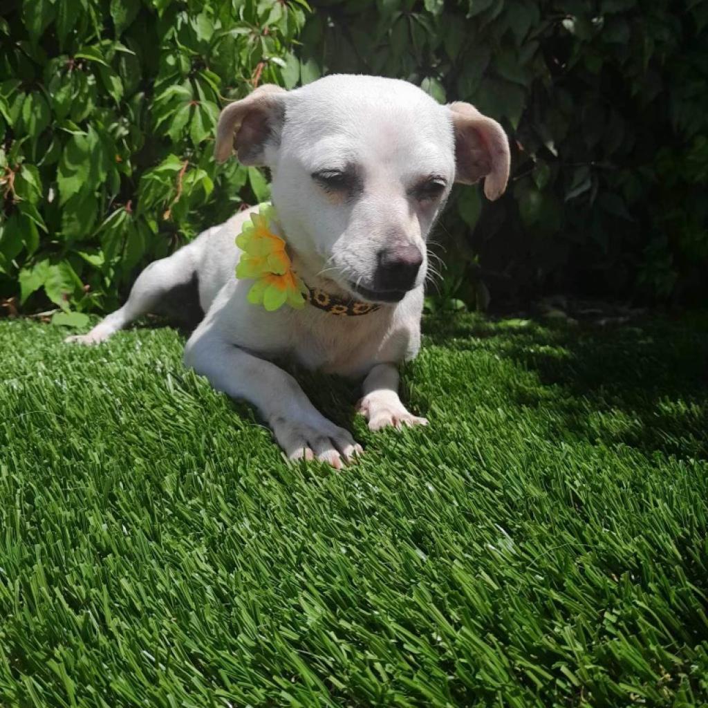 Perla