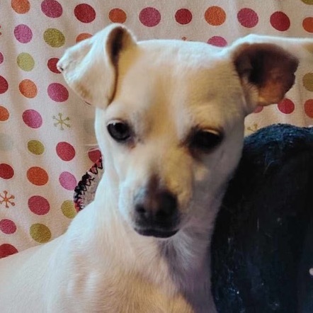 Perla