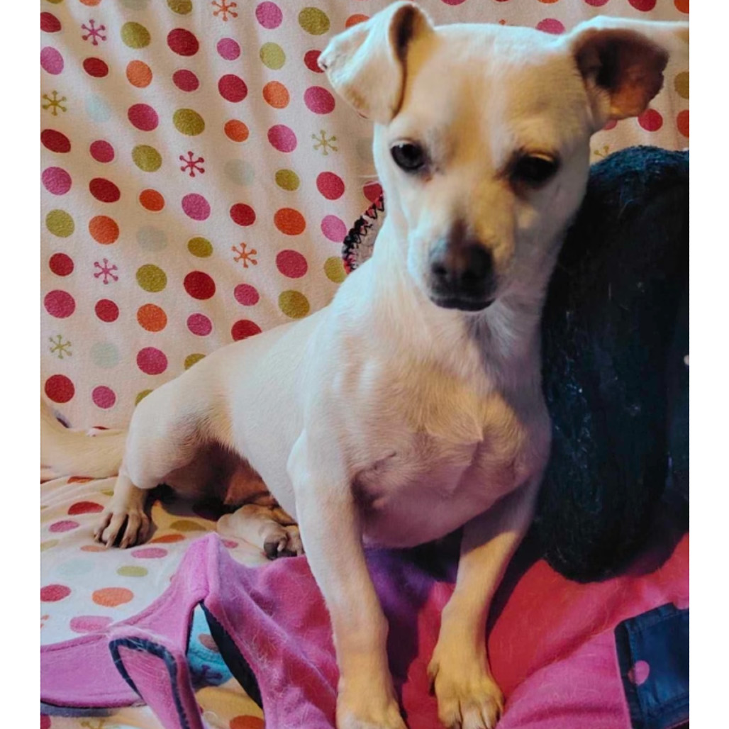 Perla