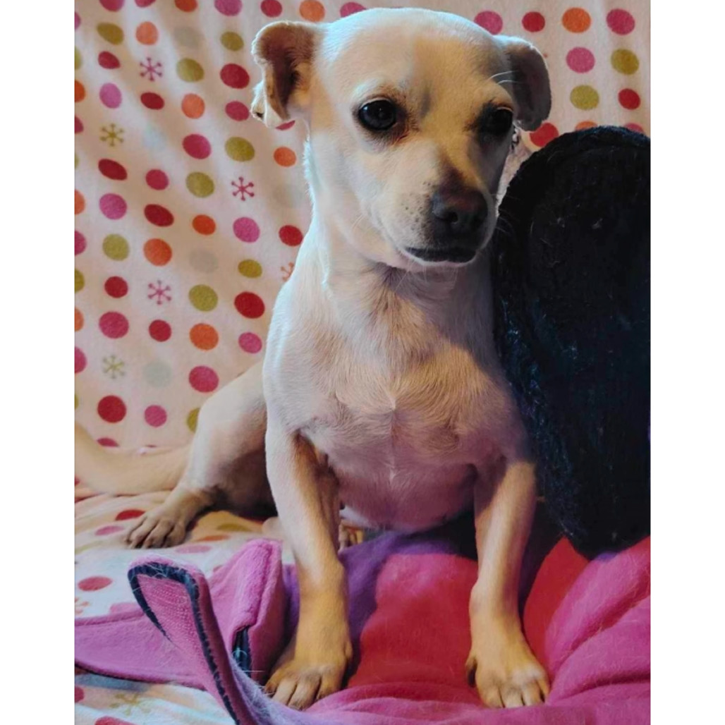 Perla
