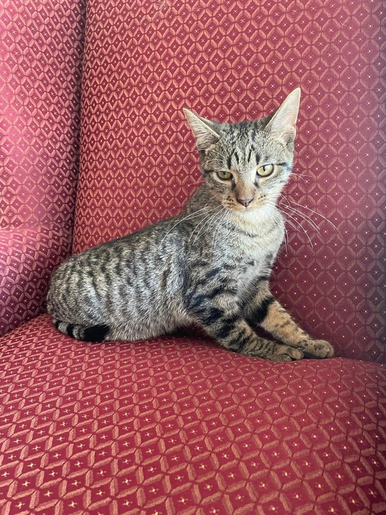 Oscar