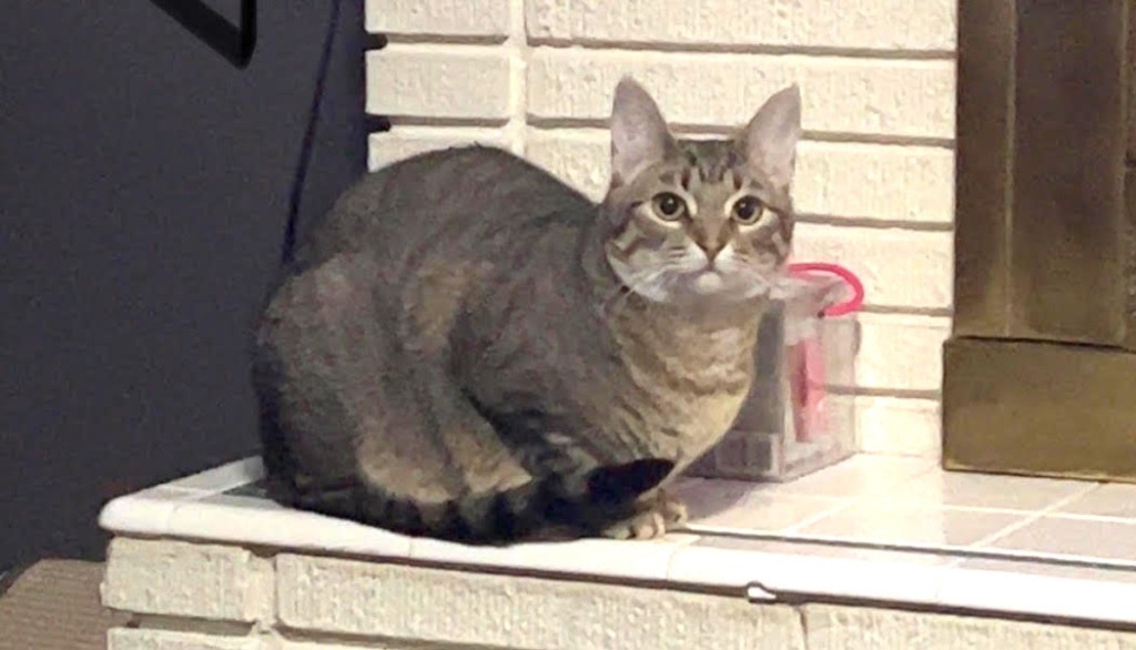 Violet, an adoptable Domestic Short Hair in Salt Lake City, UT, 84117 | Photo Image 1