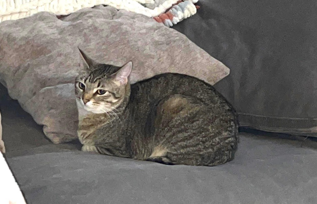 Violet, an adoptable Domestic Short Hair in Salt Lake City, UT, 84117 | Photo Image 2