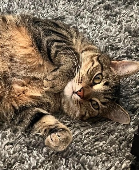 Klaus, an adoptable Domestic Short Hair in Salt Lake City, UT, 84117 | Photo Image 1