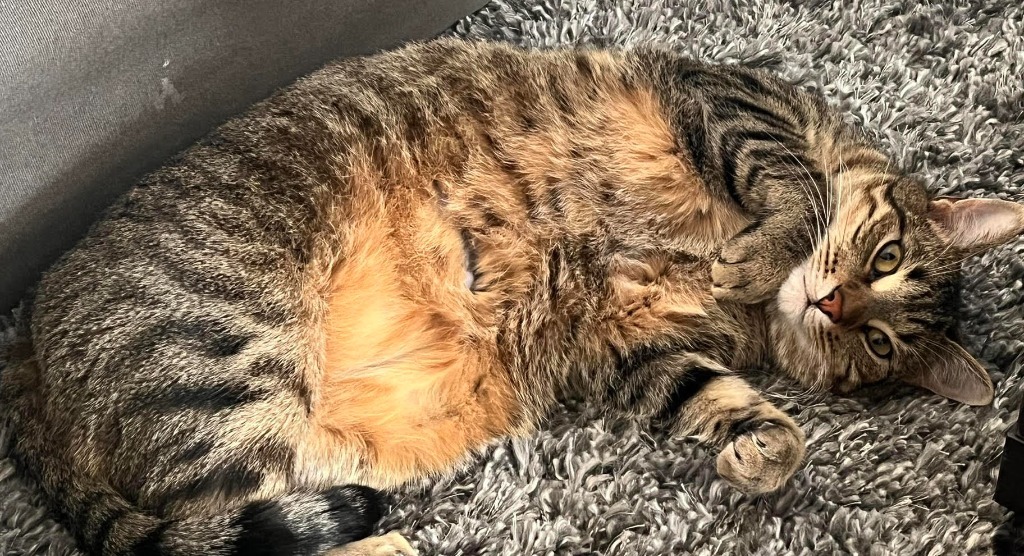 Klaus, an adoptable Domestic Short Hair in Salt Lake City, UT, 84117 | Photo Image 2