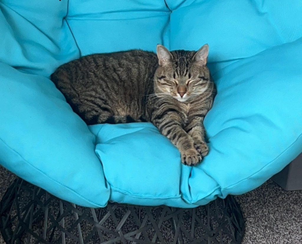 Klaus, an adoptable Domestic Short Hair in Salt Lake City, UT, 84117 | Photo Image 3