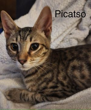 Picatso, Young Male Domestic Short Hair