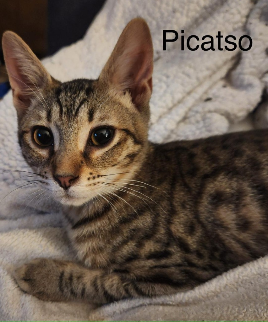 Picatso, an adoptable Domestic Short Hair in Hoover , AL, 35226 | Photo Image 1