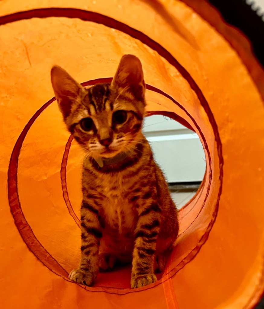 Picatso, an adoptable Domestic Short Hair in Hoover , AL, 35226 | Photo Image 2