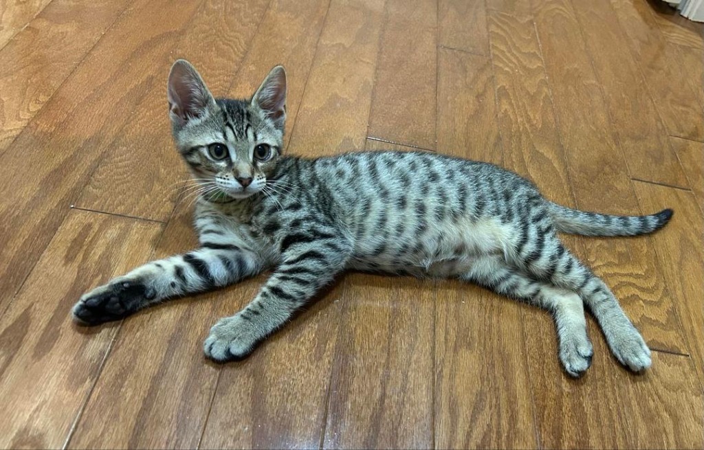 Picatso, an adoptable Domestic Short Hair in Hoover , AL, 35226 | Photo Image 3