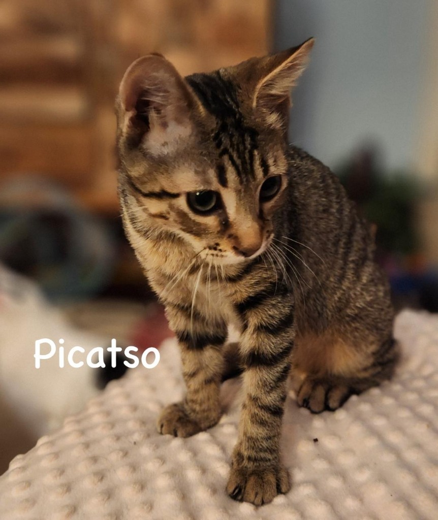 Picatso, an adoptable Domestic Short Hair in Hoover , AL, 35226 | Photo Image 4
