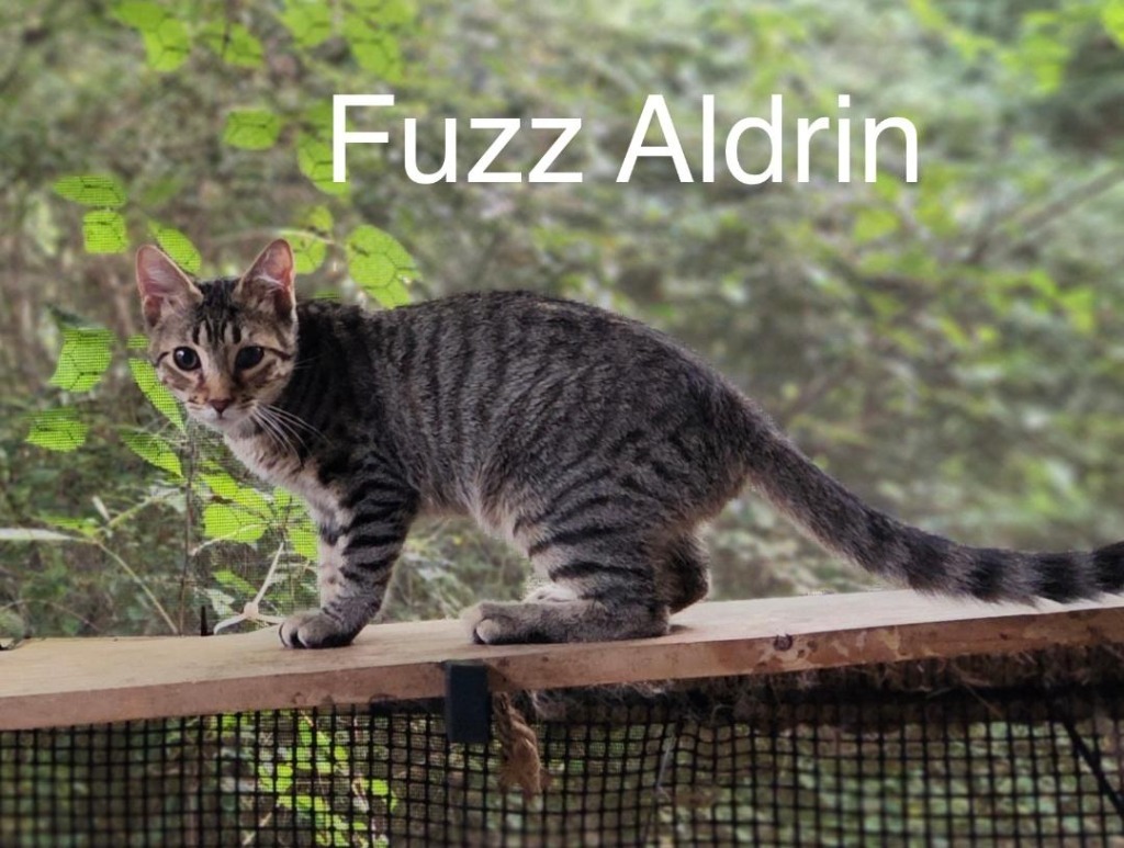 Fuzz Aldrin, an adoptable Domestic Short Hair in Hoover , AL, 35226 | Photo Image 1