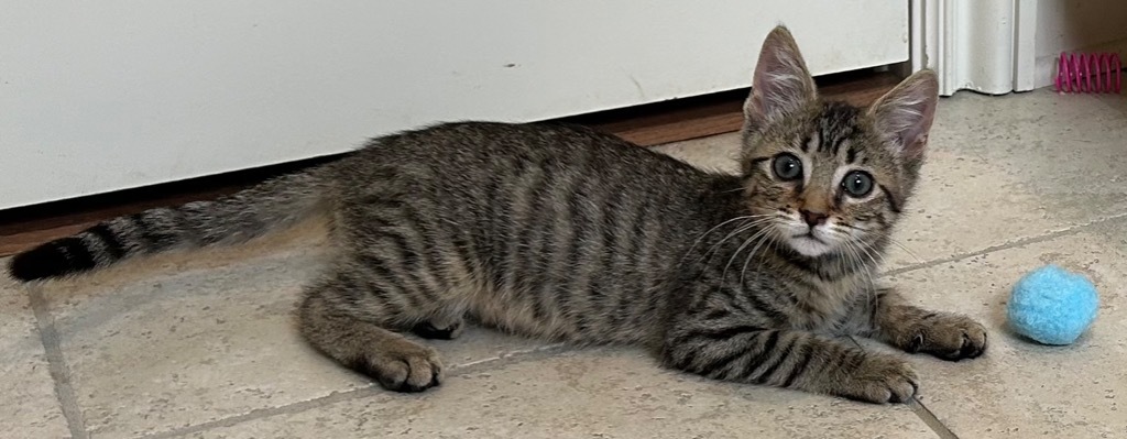 Fuzz Aldrin, an adoptable Domestic Short Hair in Hoover , AL, 35226 | Photo Image 2