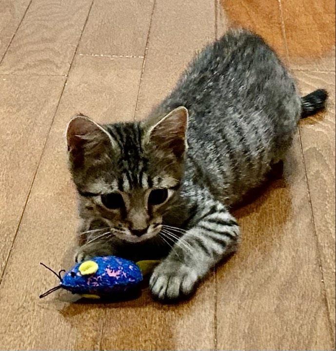 Fuzz Aldrin, an adoptable Domestic Short Hair in Hoover , AL, 35226 | Photo Image 3