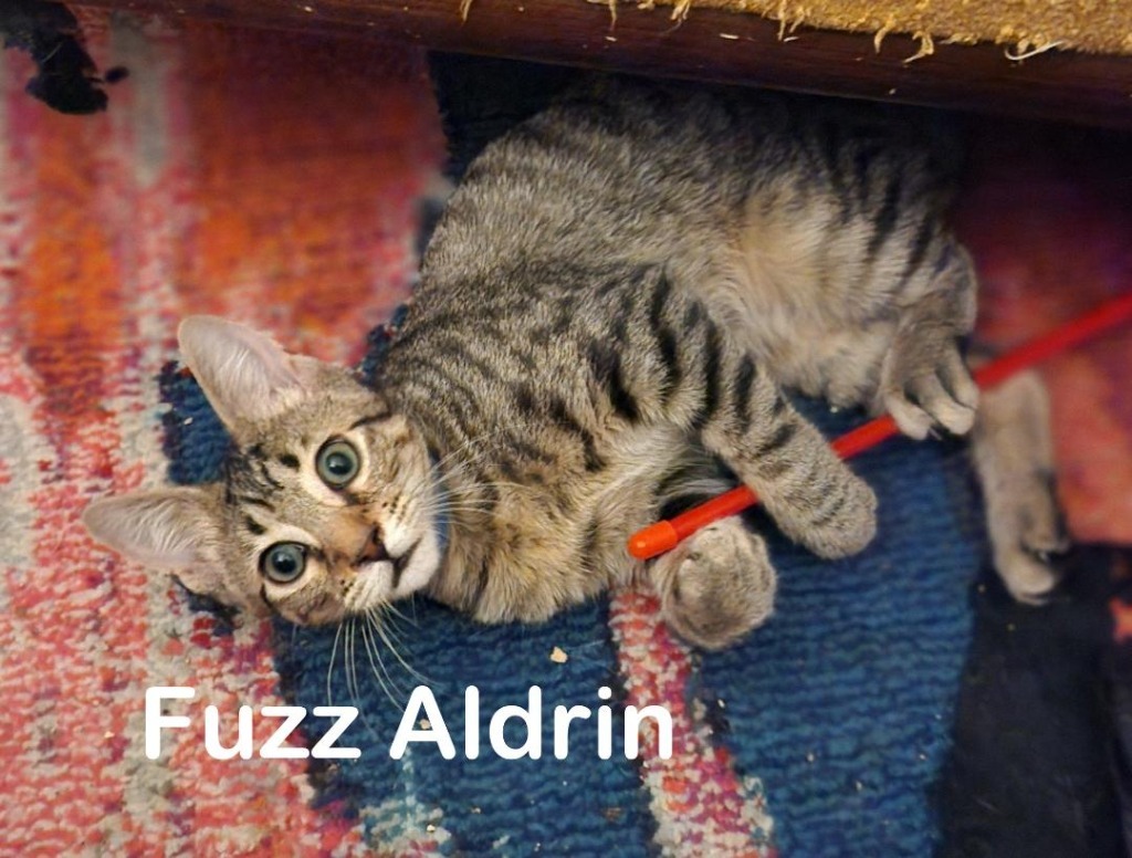 Fuzz Aldrin, an adoptable Domestic Short Hair in Hoover , AL, 35226 | Photo Image 4