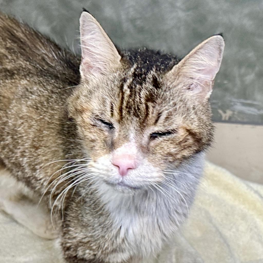 Gashiki, an adoptable Domestic Short Hair in Austin, TX, 78704 | Photo Image 1