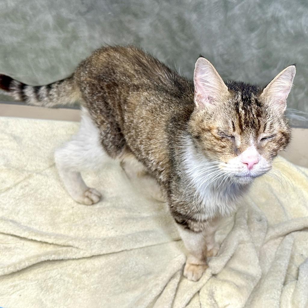Gashiki, an adoptable Domestic Short Hair in Austin, TX, 78704 | Photo Image 2