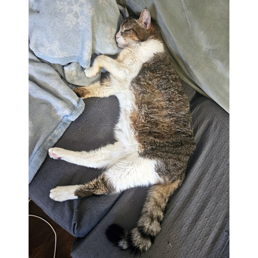 Gashiki, an adoptable Domestic Short Hair in Austin, TX, 78704 | Photo Image 3