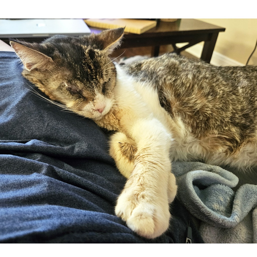 Gashiki, an adoptable Domestic Short Hair in Austin, TX, 78704 | Photo Image 4