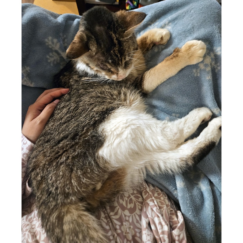 Gashiki, an adoptable Domestic Short Hair in Austin, TX, 78704 | Photo Image 5