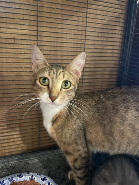 Tammy, an adoptable Domestic Short Hair in Thatcher, AZ, 85552 | Photo Image 1