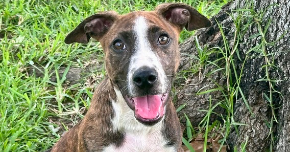 Ingrid, an adoptable Mountain Cur, Pit Bull Terrier in Aulac, NB, E4L 2X2 | Photo Image 1