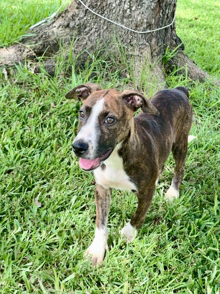 Ingrid, an adoptable Mountain Cur, Pit Bull Terrier in Aulac, NB, E4L 2X2 | Photo Image 2