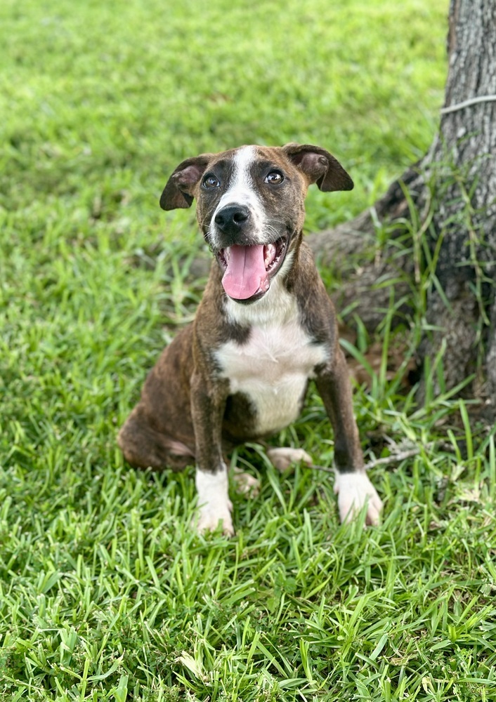 Ingrid, an adoptable Mountain Cur, Pit Bull Terrier in Aulac, NB, E4L 2X2 | Photo Image 3