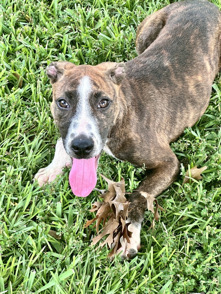 Ingrid, an adoptable Mountain Cur, Pit Bull Terrier in Aulac, NB, E4L 2X2 | Photo Image 4