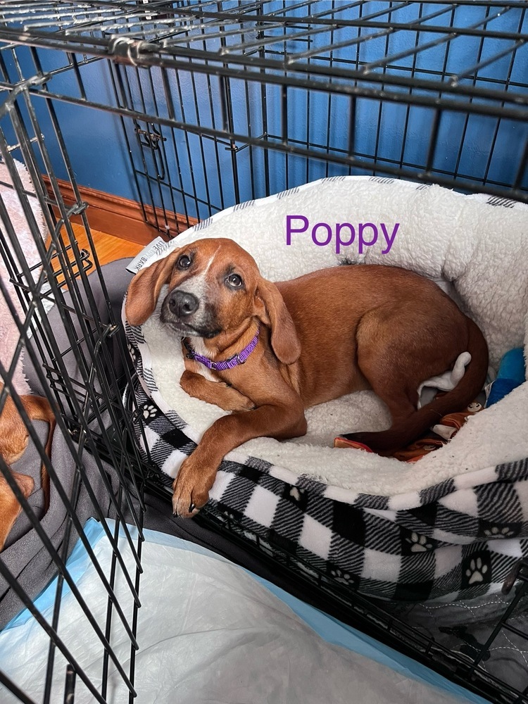 Dog for adoption Poppy (Kaylin pup 1), a Coonhound Mix in Plymouth