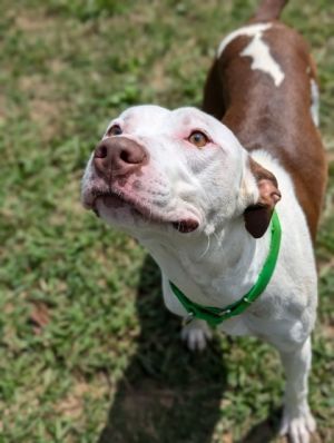 Meet Lonestar the spirited 1-year-old Pit mix with a heart as expansive as the Lone Star State itse