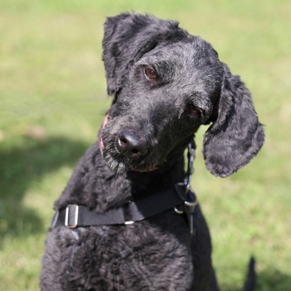 Eevee, an adoptable Labrador Retriever, Standard Poodle in Hastings, MN, 55033 | Photo Image 1