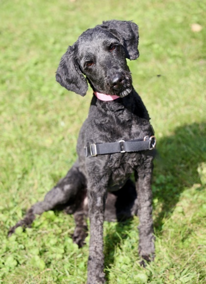 Eevee, an adoptable Labrador Retriever, Standard Poodle in Hastings, MN, 55033 | Photo Image 2